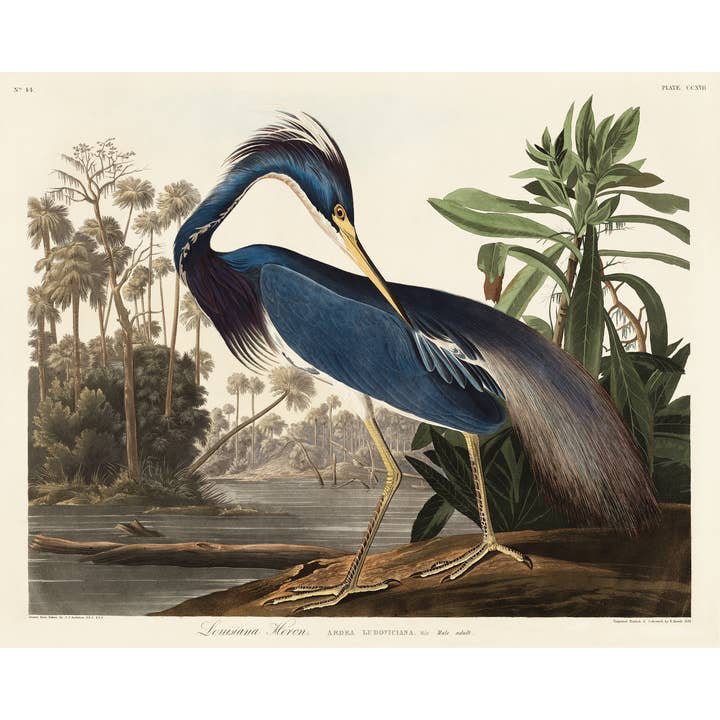 Louisiana Heron Antique Reproduction