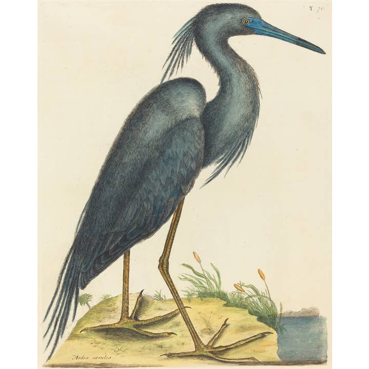 Blue Heron Art Print