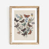 Vintage Butterflies Art Print