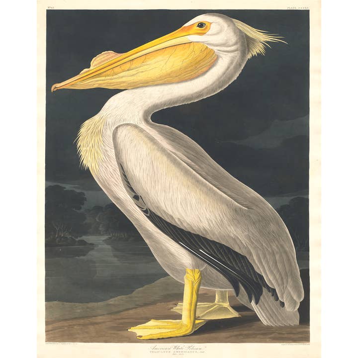 Pelican Print for Walls