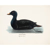 Duck on Water Art Print