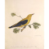 Yellow Bird on a Branch Print