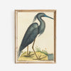 Antique Replica "The Blue Heron" Art Print