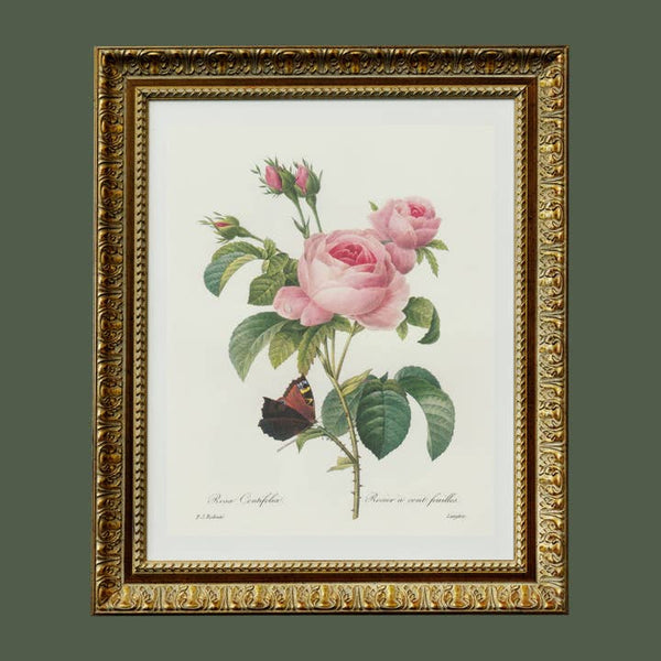 Antique Print of Pink Flower and Butterfly