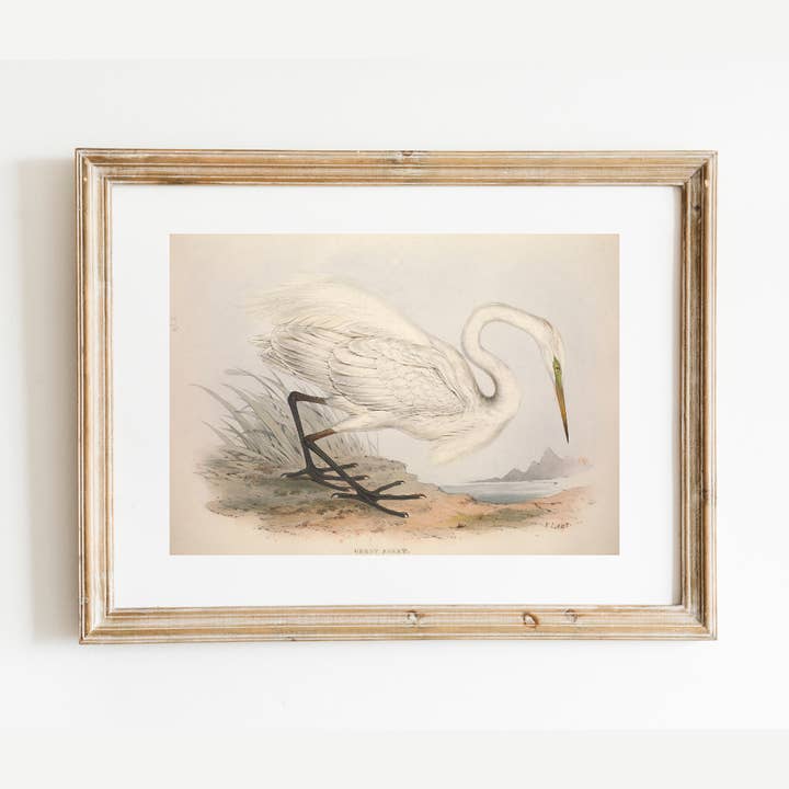 European Egret on Card Stock