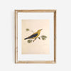 Yellow Bird Antique Art Print