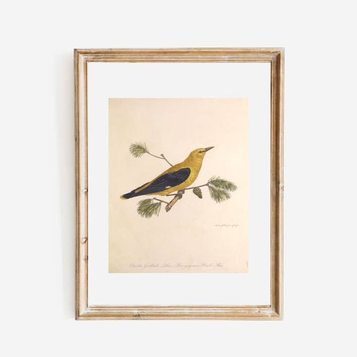 Yellow Bird Antique Art Print