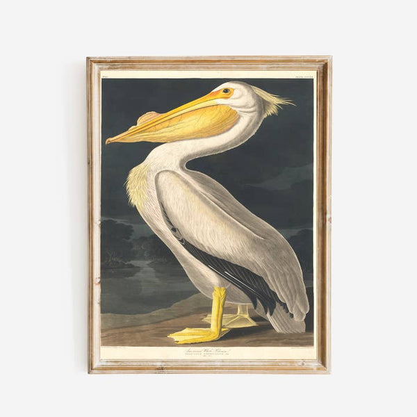 Pelican Art Print