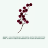 Branch of dark berries on a white background with descriptive text about Corpus hand cream blend.