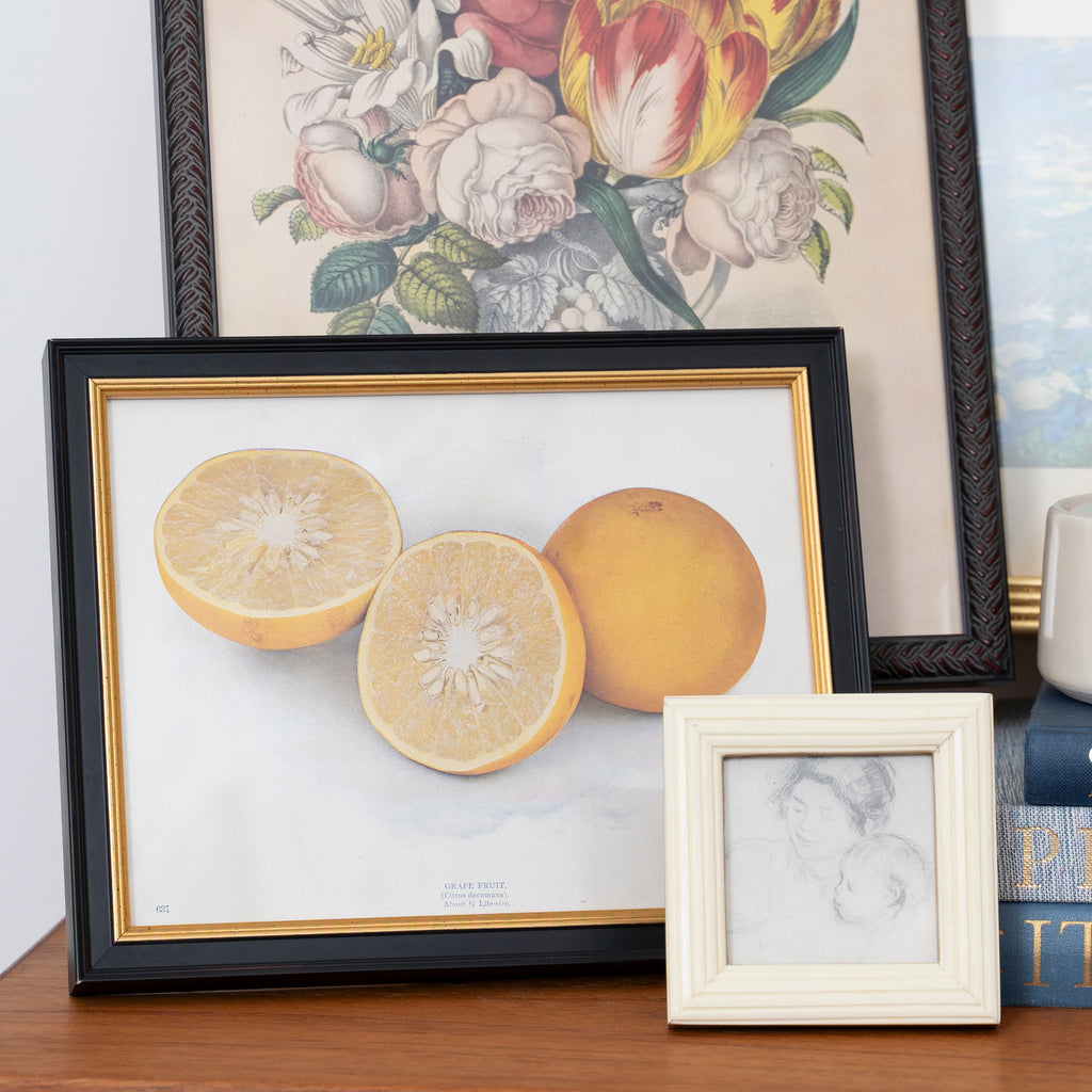 Antique Framed Citrus Fruit Art Print at Golden Rule Gallery