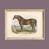 Antique Replica British Bay Horse Art Print