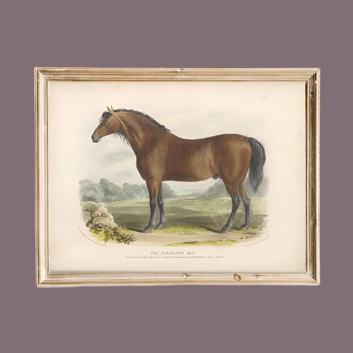 Antique Replica British Bay Horse Art Print