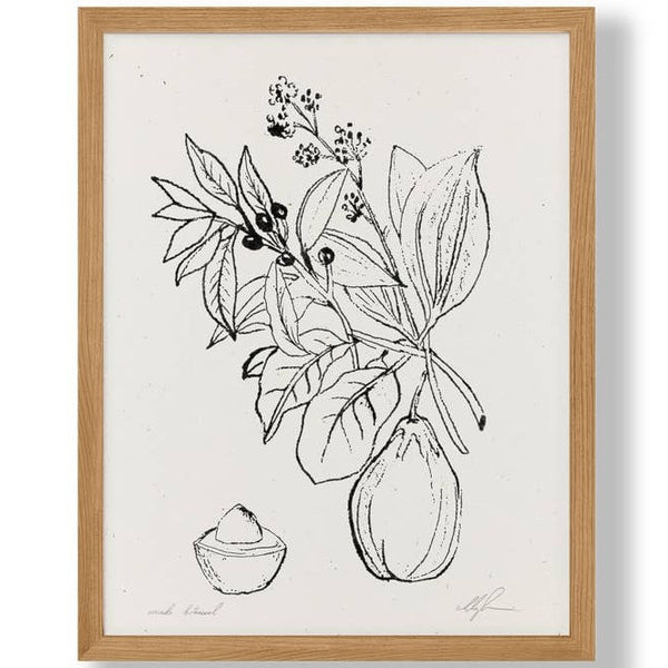 Cocoshalom Avocado Botanical Art Print 8.5 x 11 at Golden Rule Gallery in Excelsior, Minnesota