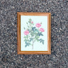 Framed botanical print of pink roses on a textured surface