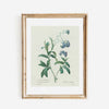 Forget Me Not Flower Print