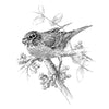 Black and white illustration of a bird perched on a branch with leaves and berries from the book "The Serviceberry"