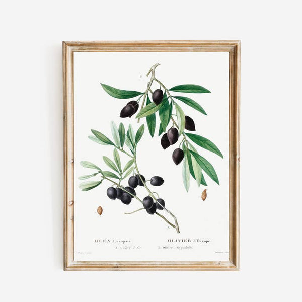 Olive Branch Decorative Print