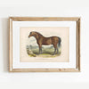  Framed Horse Art Print