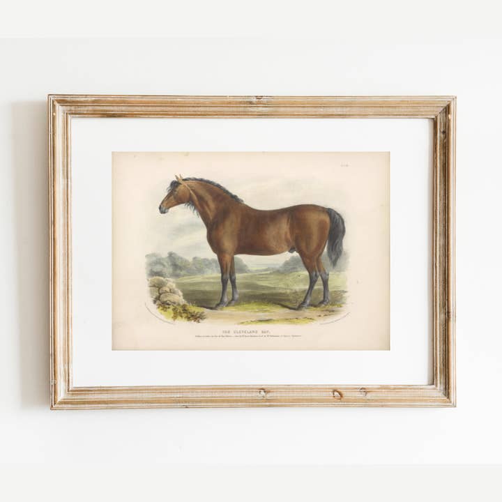  Framed Horse Art Print