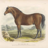 British Bay Horse Art Print