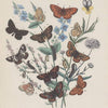 Butterflies on Plant Print