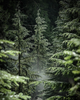 Mount Ellinor Forest Photography | Ben Roosa | Nature Photography | Travel Photography | Washington State | Minnesota Artist | Golden Rule Gallery