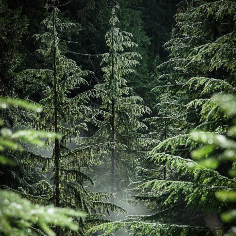 Mount Ellinor Forest Photography | Ben Roosa | Nature Photography | Travel Photography | Washington State | Minnesota Artist | Golden Rule Gallery