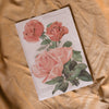 Antique German Rose Art Prints at Golden Rule Gallery