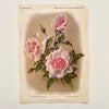Antique German Art Prints of Pink Floral Roses