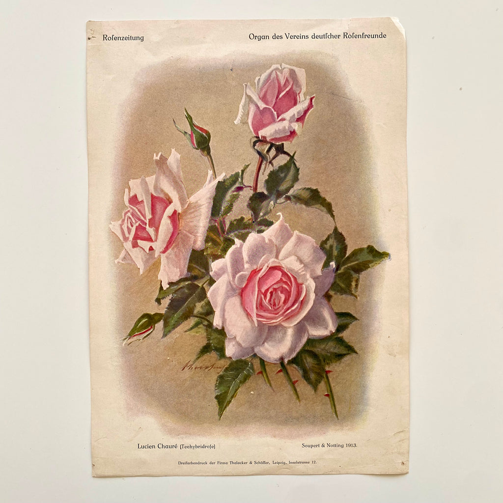 Antique German Art Prints of Pink Floral Roses