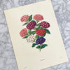Vintage 1961 Illustrated Flower Portraits | Vintage 60s Floral Prints | Vintage 1961 Flower Art Prints | Art Collectibles | Excelsior, MN | Golden Rule Gallery