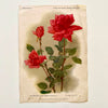 Red Antique Roses Art Print at Golden Rule Gallery 