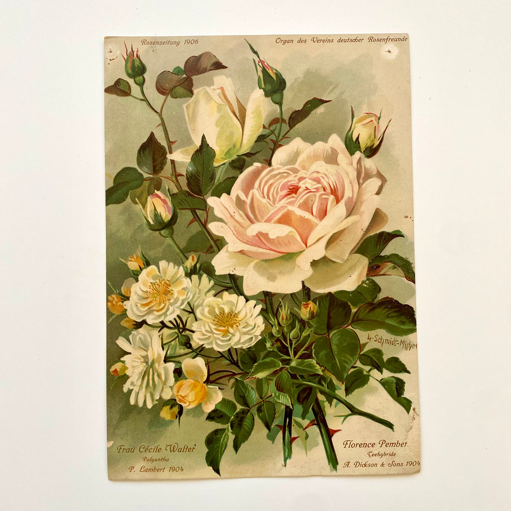 Antique Vintage German White Rose Art Print