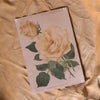 Antique Floral Rose Art Print from Germany 