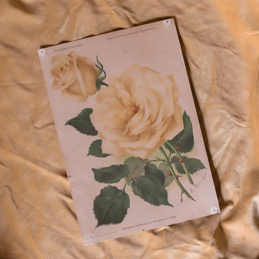 Antique Floral Rose Art Print from Germany 