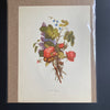 Vintage Floral Art Prints | Vintage 40s Flower Prints | Golden Rule Gallery | Excelsior, MN | Vintage French Floral Prints | Vintage Art Prints