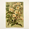 Botanical White Floral Art Print