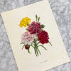 Vintage 1961 Illustrated Flower Portraits | Vintage 60s Floral Prints | Vintage 1961 Flower Art Prints | Art Collectibles | Excelsior, MN | Golden Rule Gallery