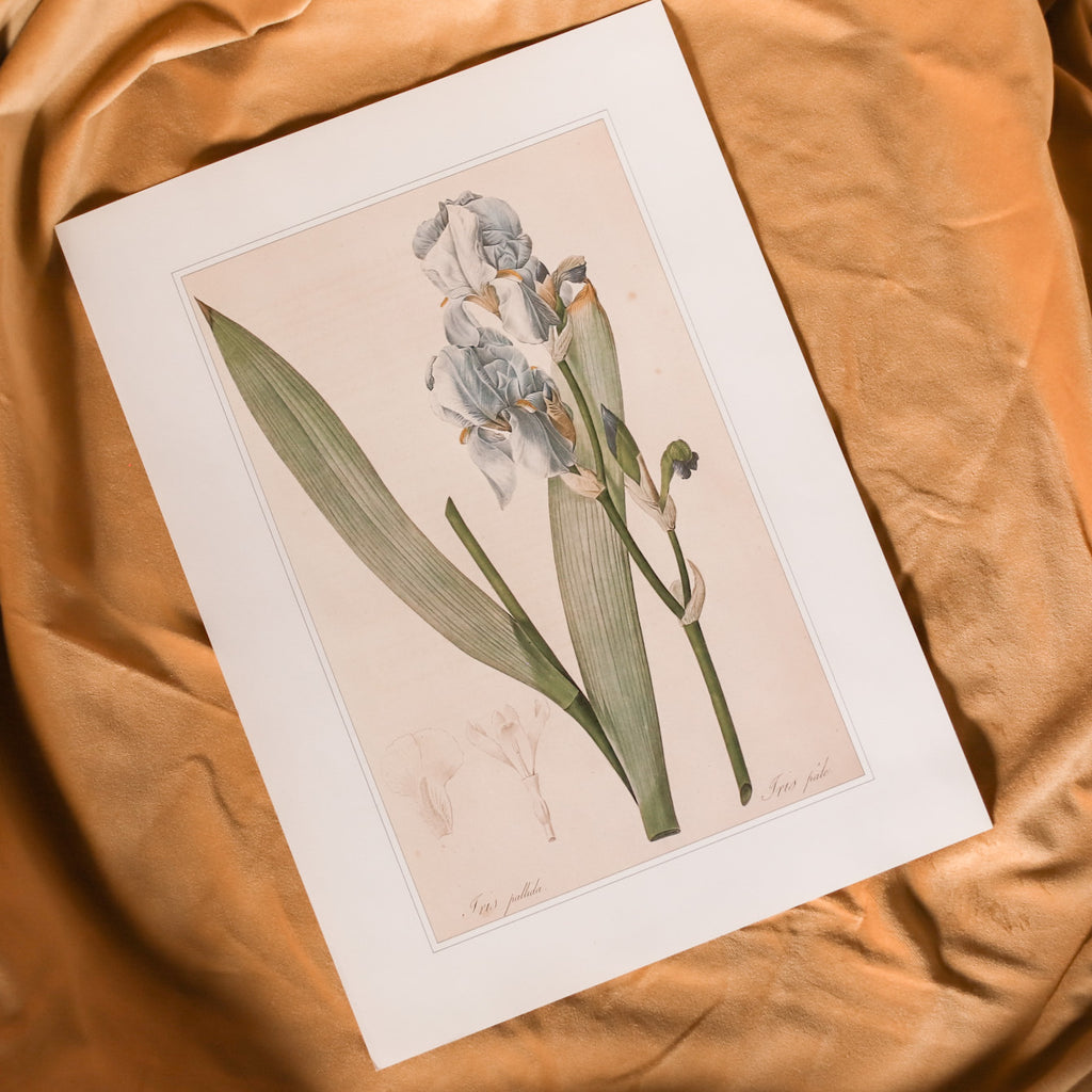 Vintage Botanical Illustrations | Floral Art | Rose Print | Peony Print | Magnolia Art | Lily Art Print | Apricot | Cherries | Golden Rule Gallery | Excelsior, MN | Vintage 90s Floral Art Prints | Vintage Joseph Redouté