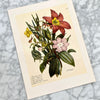 Vintage 1948 Floral Art Prints | Golden Rule Gallery | Vintage 1940s Flower Prints | Excelsior, MN