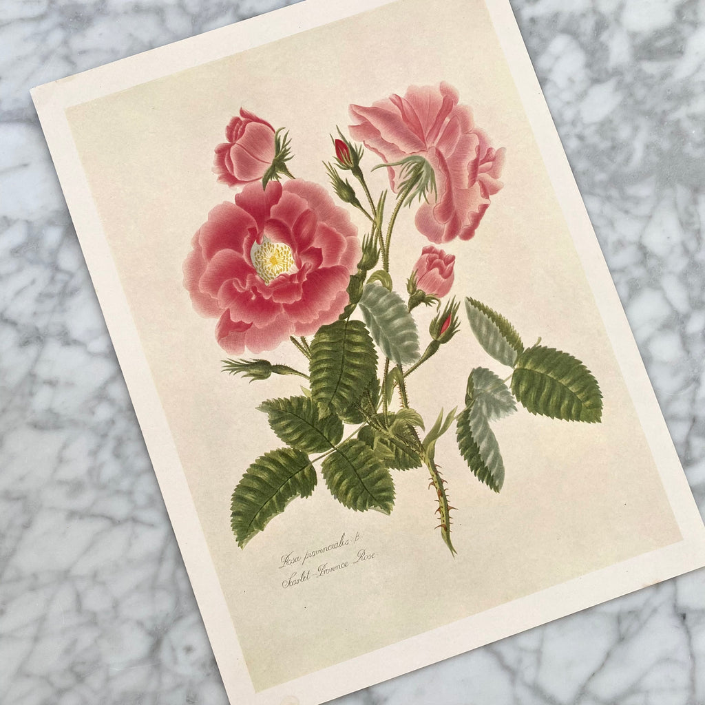 Vintage Floral Art Prints | 1948 Flower Art Prints | Golden Rule Gallery | Excelsior, MN